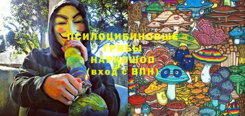 Псилоцибиновые грибы Psilocybe  Пыталово 